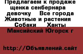 Предлагаем к продаже щенка сенбернара - девочку. - Все города Животные и растения » Собаки   . Ханты-Мансийский,Югорск г.